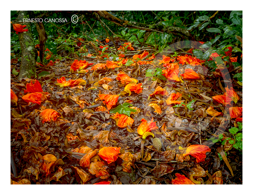 LA-COLECCION-DE-FLORE-POR-ERNESTO-CANOSSA-PX