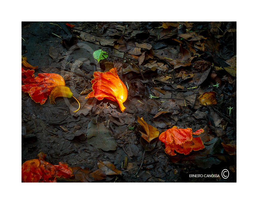 LA-COLECCION-DE-FLORE-POR-ERNESTO-CANOSSA-PX