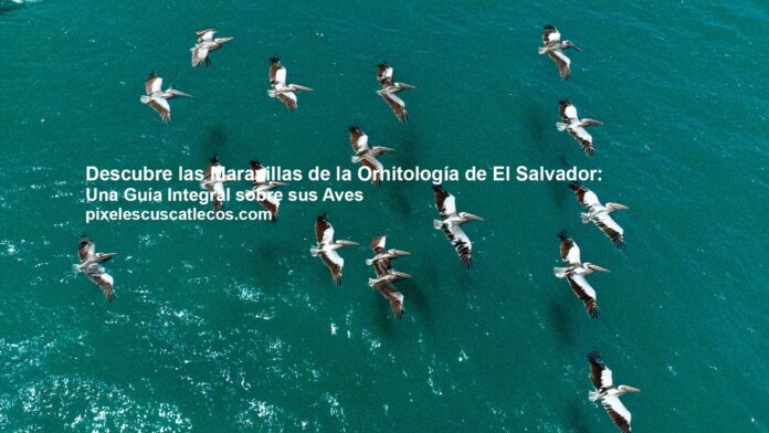 aves de el salvador