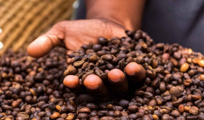 el café de El Salvador