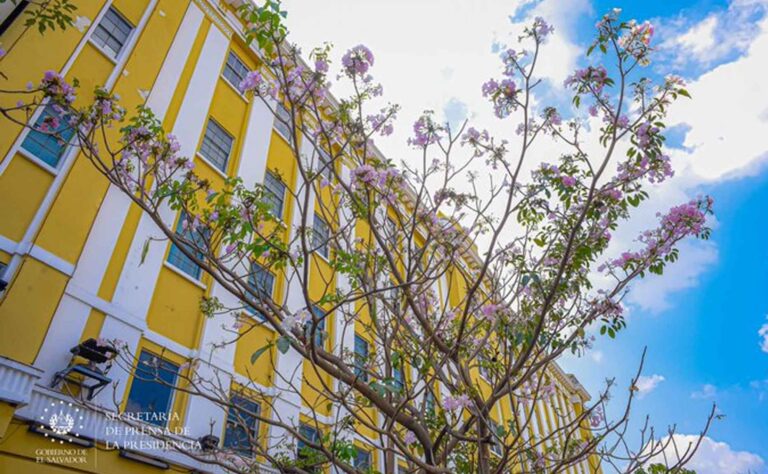 El Maquilishuat, la Flor de Izote, y el Torogoz: Símbolos Patrios de El Salvador