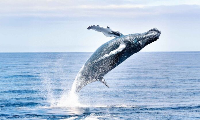 ballenas en El Salvador.