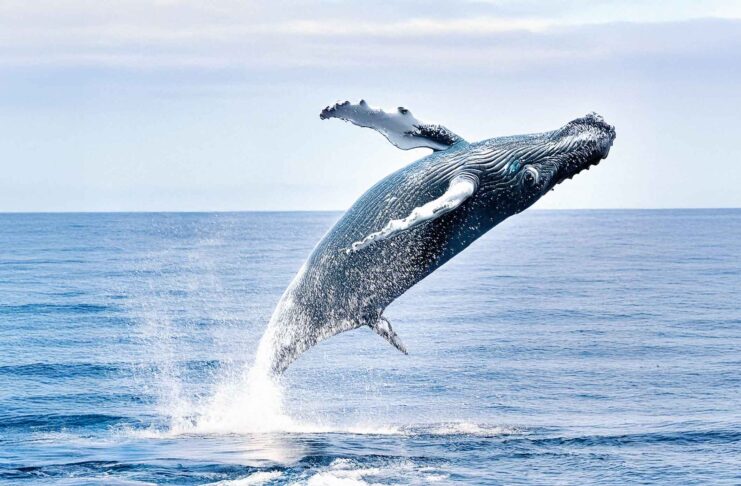 ballenas en El Salvador.